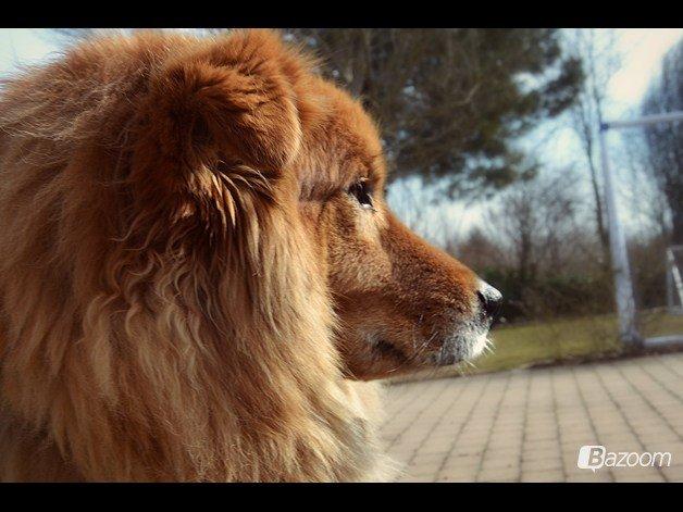 Blanding af racer Simba billede 2