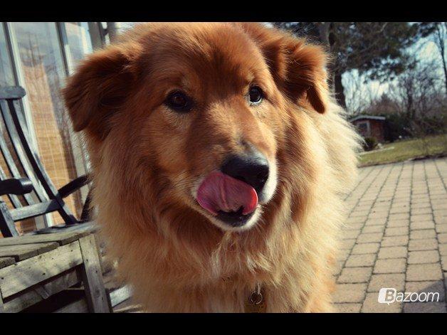 Blanding af racer Simba billede 1