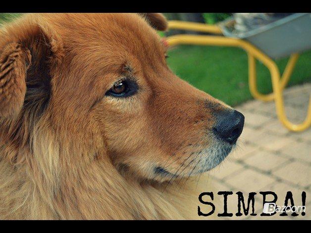 Blanding af racer Simba billede 7