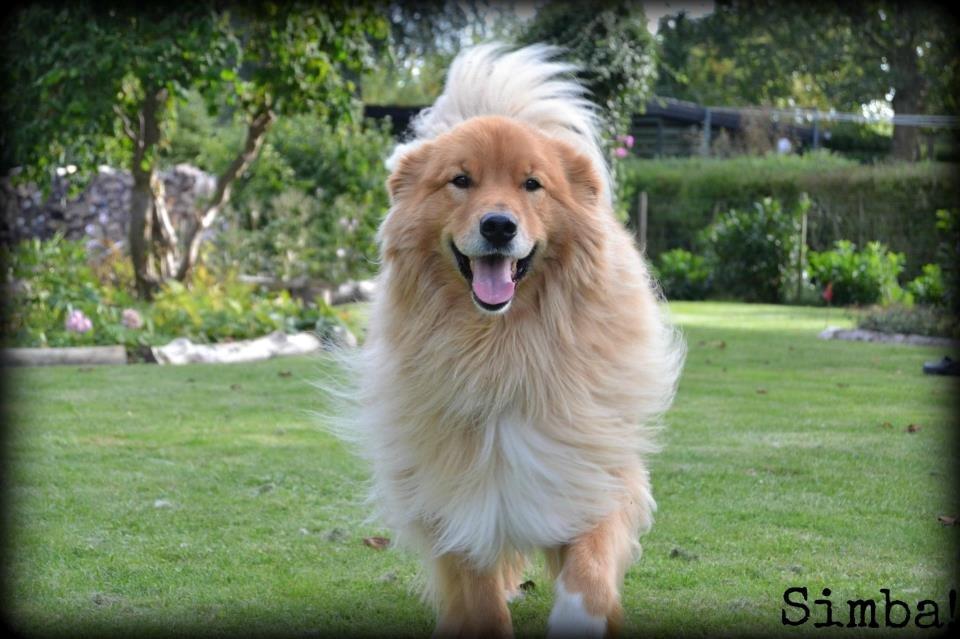 Blanding af racer Simba billede 5