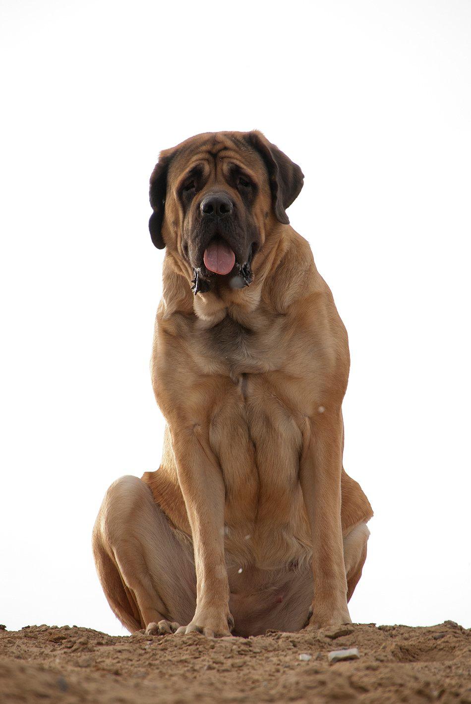 Mastiff Casa de Labranza´s Belicia "Bertha" - 22 måneder billede 13