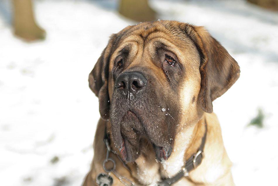 Mastiff Casa de Labranza´s Belicia "Bertha" - 22 måneder billede 14