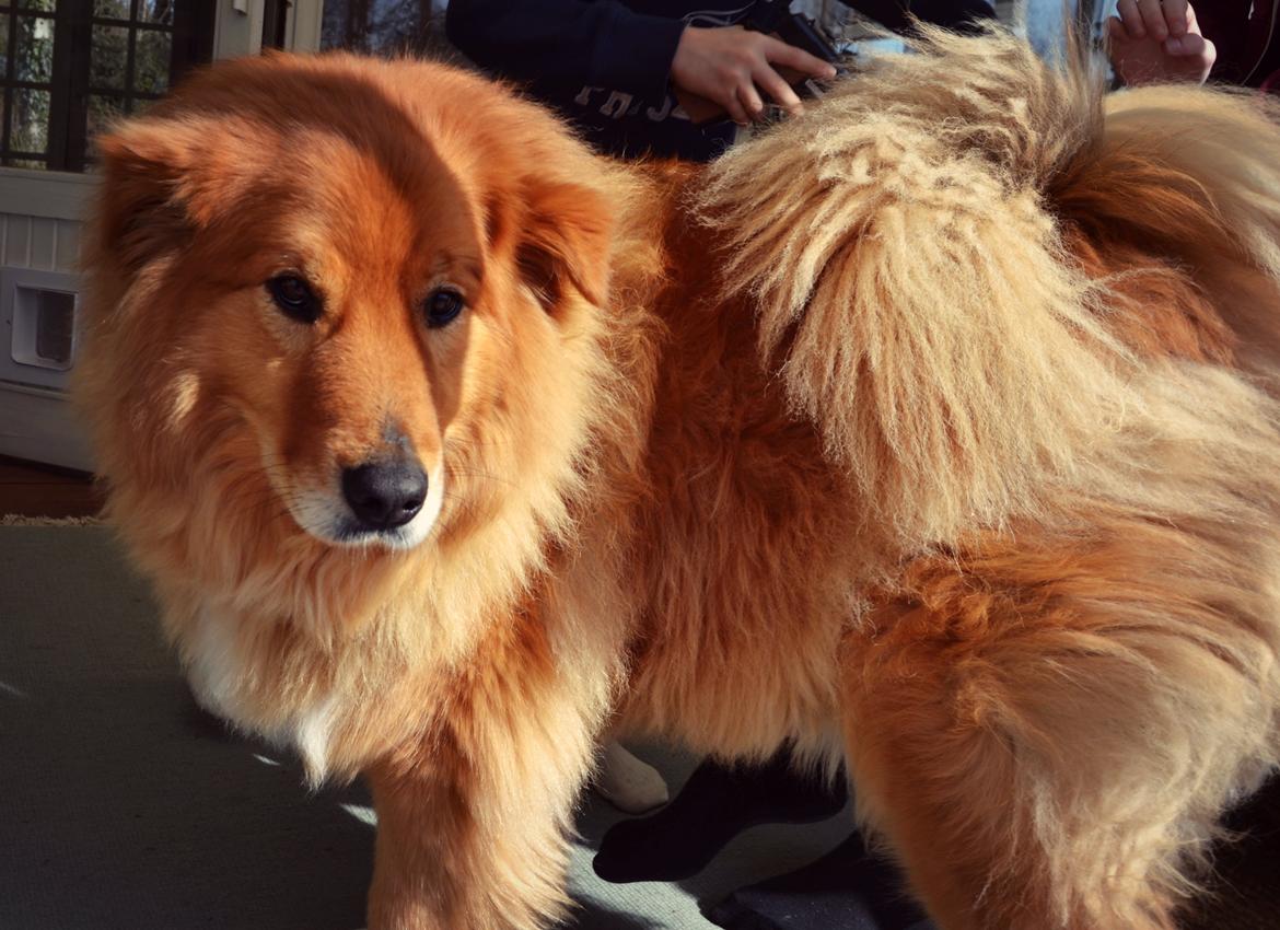 Blanding af racer Simba billede 3