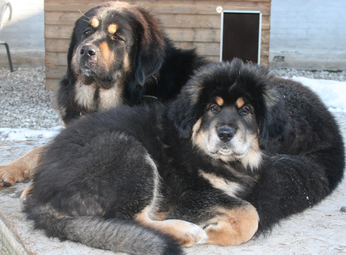 Tibetansk mastiff Saga billede 5