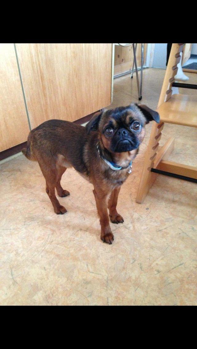 Griffon petit brabancon Ludi billede 1