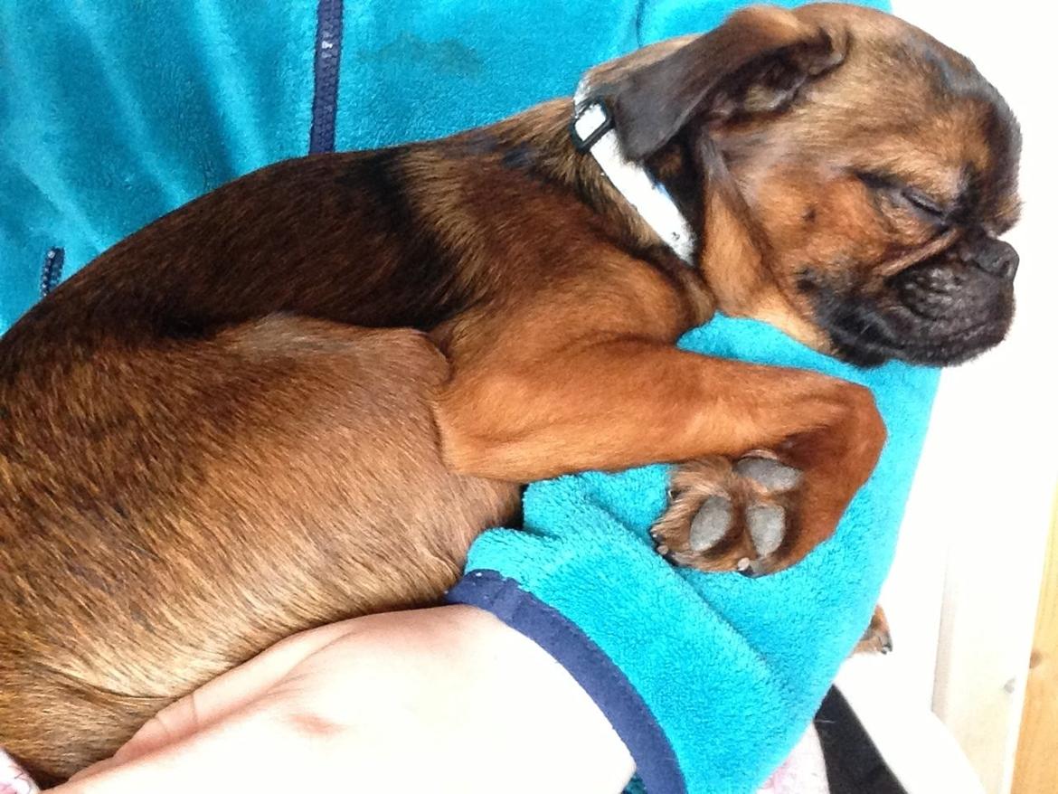 Griffon petit brabancon Ludi billede 2