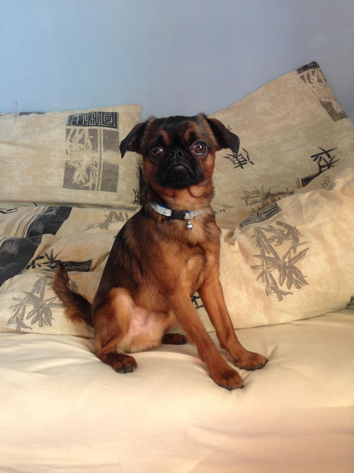 Griffon petit brabancon Ludi billede 3