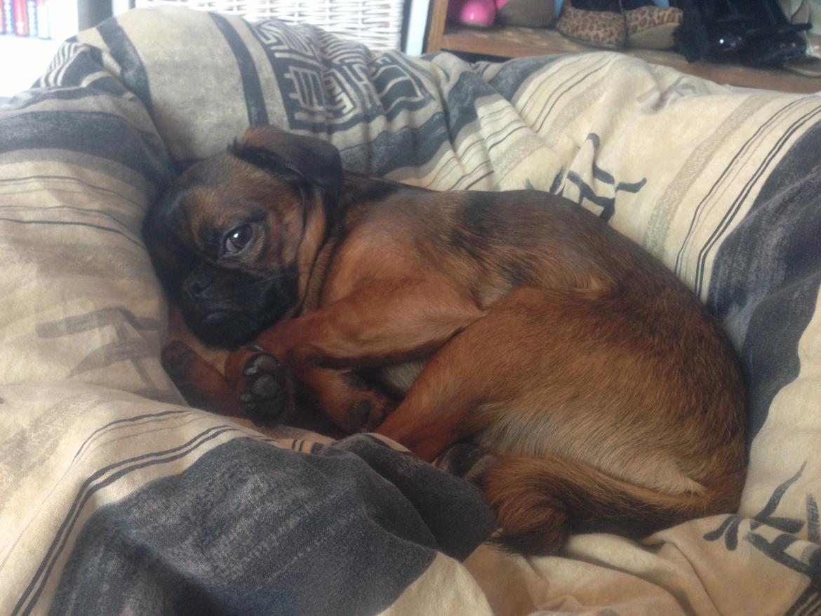 Griffon petit brabancon Ludi billede 4