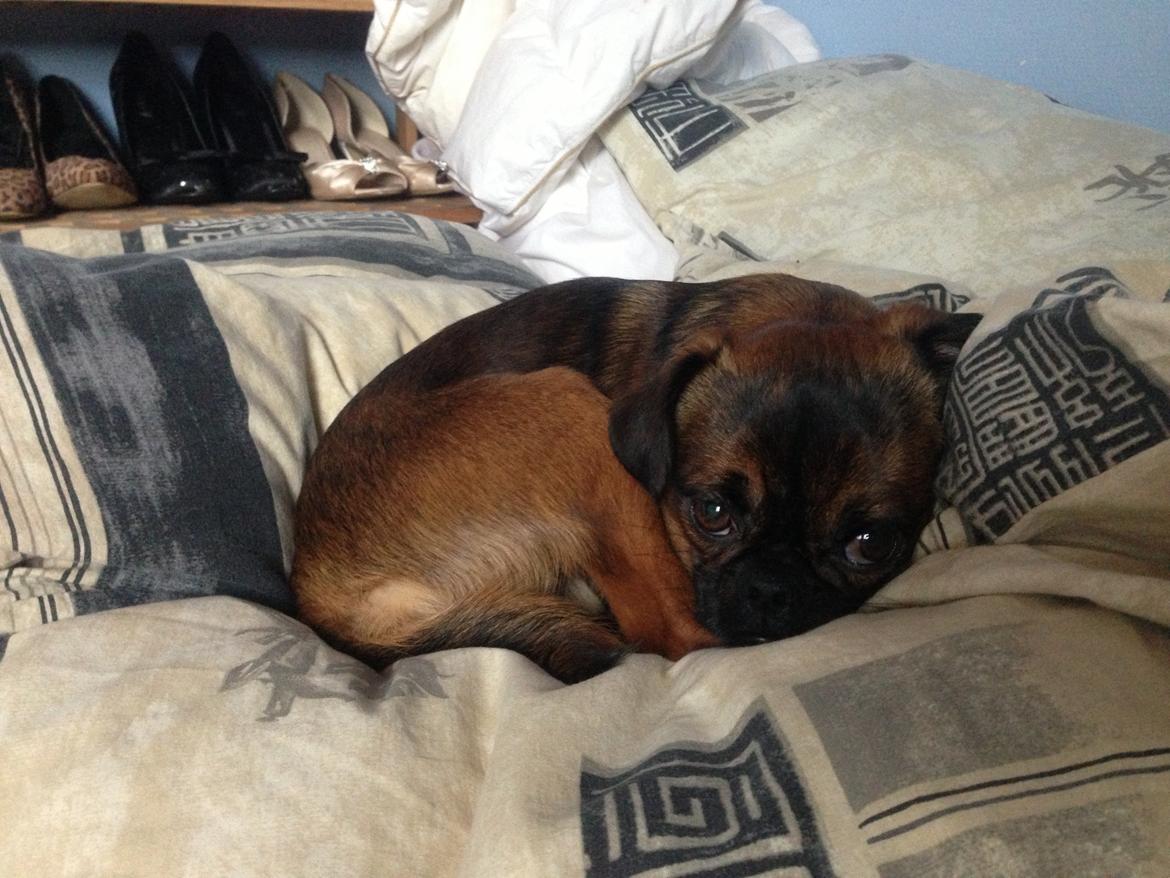 Griffon petit brabancon Ludi billede 5