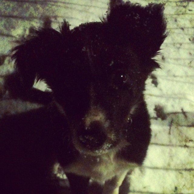 Border collie Fly-Lau - Aimée i sneen for første gang. billede 2