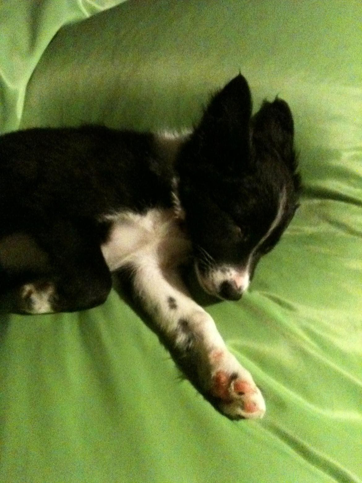 Border collie Fly-Lau - Aimée som helt lille. billede 3