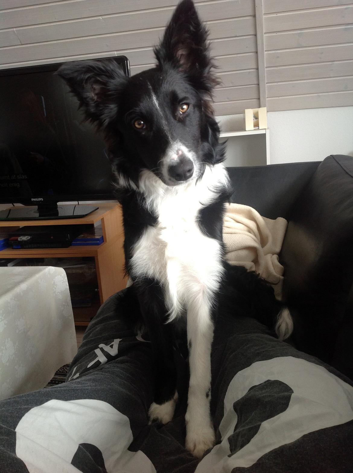 Border collie Fly-Lau - Aimée lige efter jeg kom hjem fra USA - ca. 6 måneder gammel her. billede 4