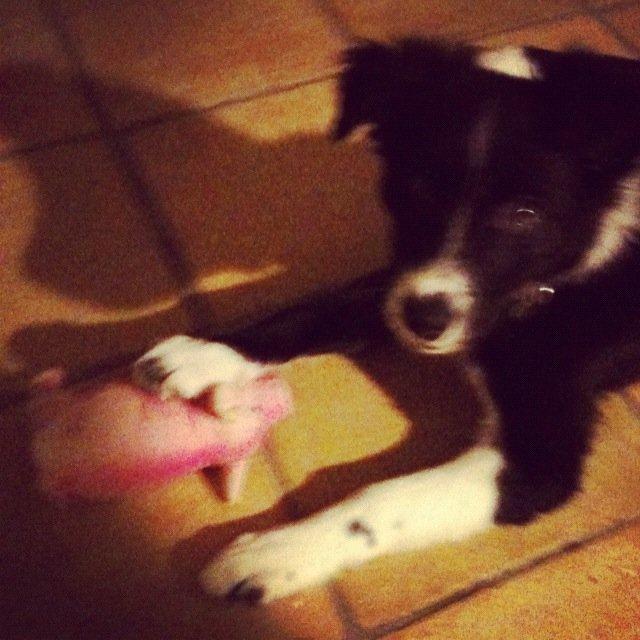 Border collie Fly-Lau - Aimée som helt lille. billede 5