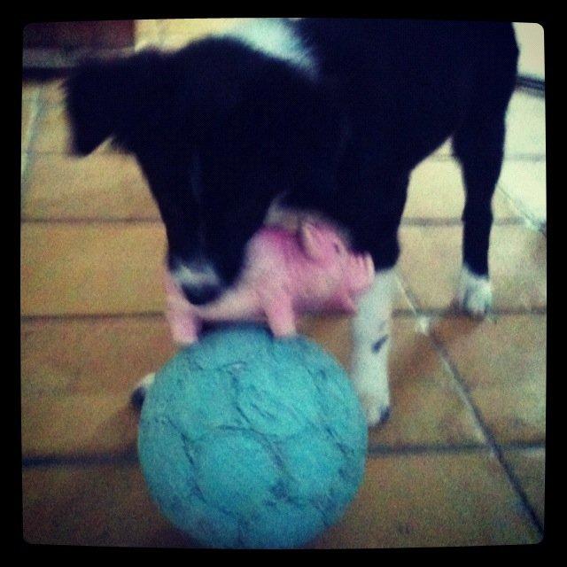 Border collie Fly-Lau - Aimée som helt lille. billede 6