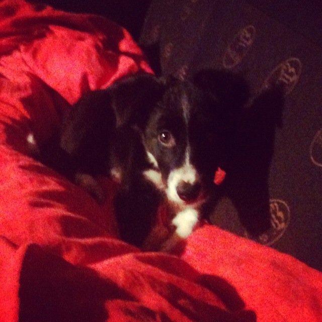 Border collie Fly-Lau - Aimée som helt lille. billede 7