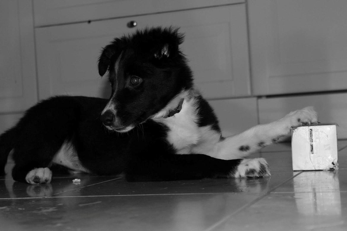 Border collie Fly-Lau - Første gang Aimée var med oppe ved min kæreste og hans familie. billede 8