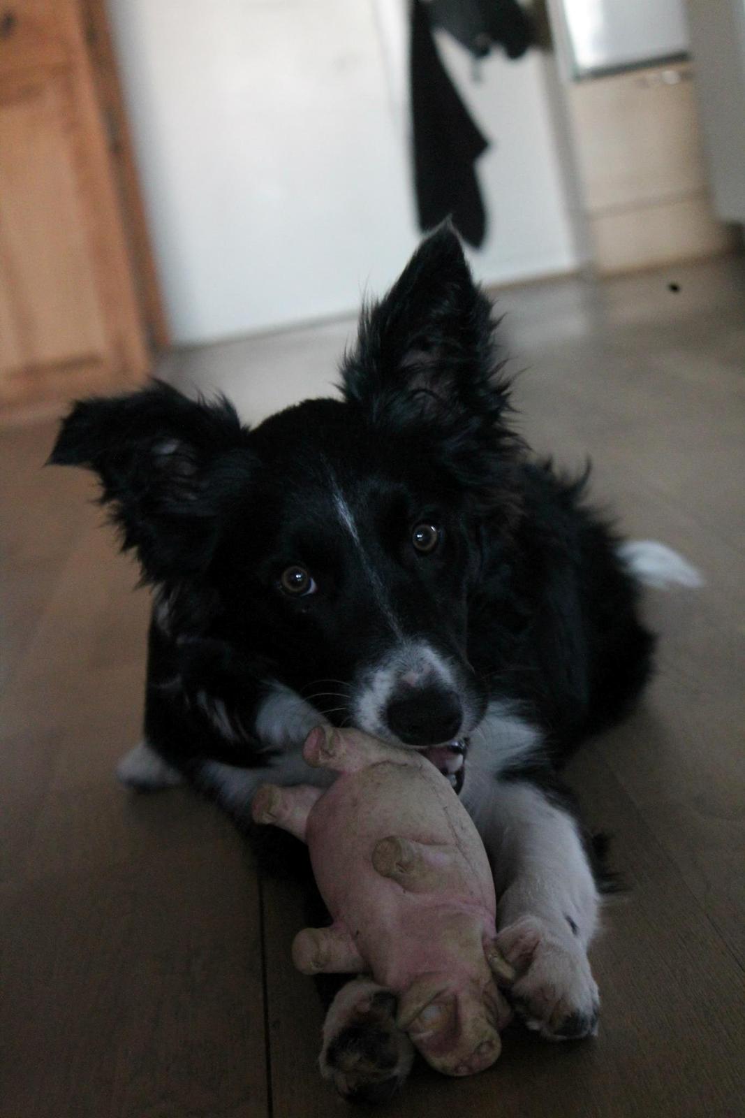 Border collie Fly-Lau - Anden gang Aimée var med oppe ved min kæreste og hans familie. billede 9