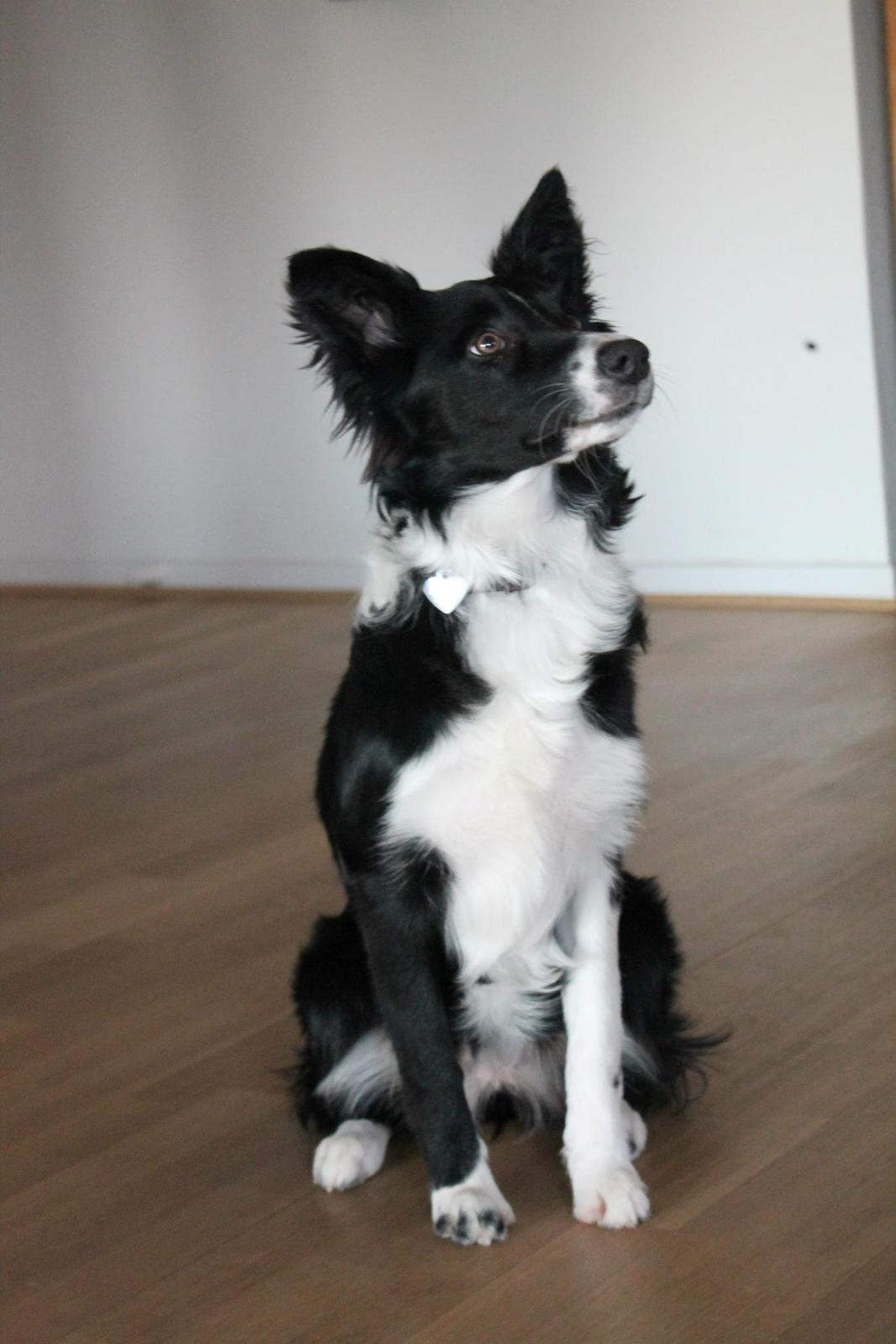 Border collie Fly-Lau - Anden gang Aimée var med oppe ved min kæreste og hans familie. billede 10