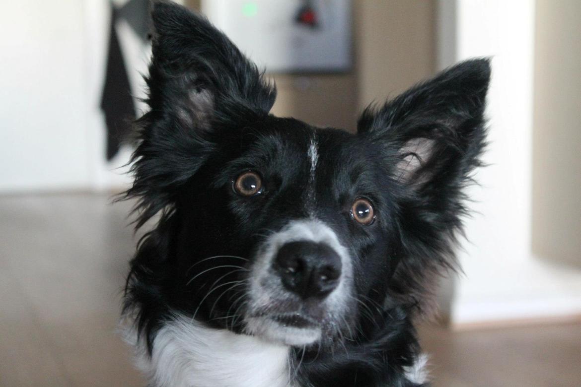 Border collie Fly-Lau - Anden gang Aimée var med oppe ved min kæreste og hans familie. billede 1