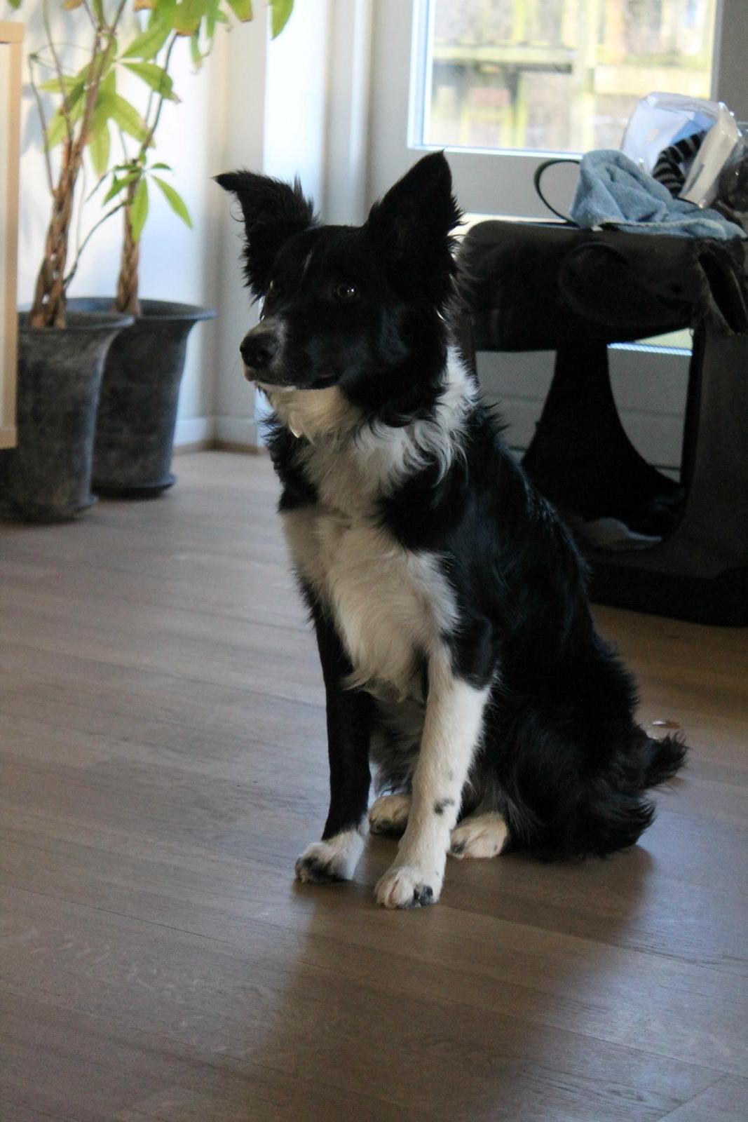 Border collie Fly-Lau - Anden gang Aimée var med oppe ved min kæreste og hans familie. billede 11