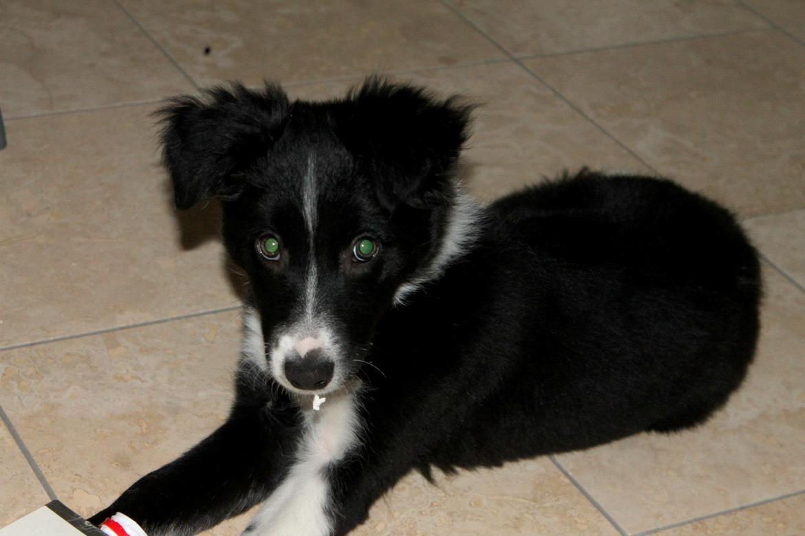 Border collie Fly-Lau - Første gang Aimée var med oppe ved min kæreste og hans familie. billede 12