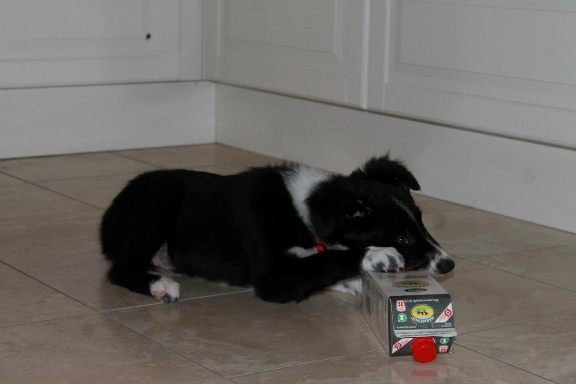 Border collie Fly-Lau - Første gang Aimée var med oppe ved min kæreste og hans familie. billede 13