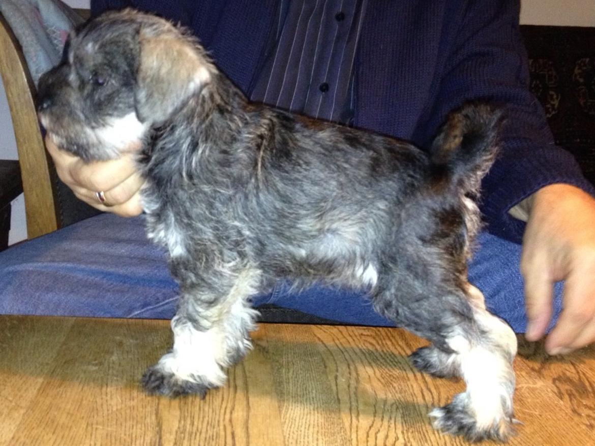 Dvaergschnauzer Klondaikes Adagio kaldet Pixie billede 1