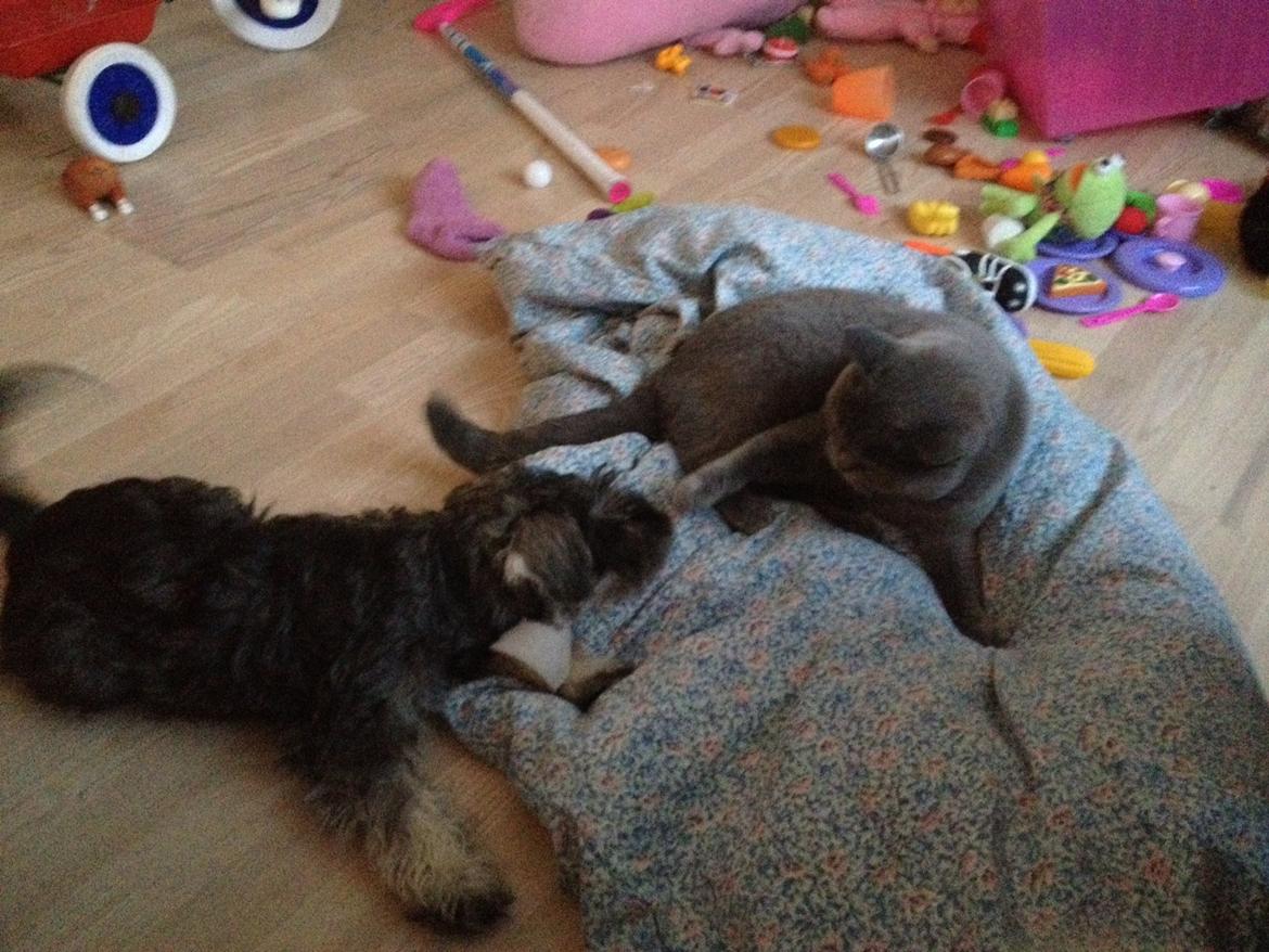 Dvaergschnauzer Klondaikes Adagio kaldet Pixie billede 2