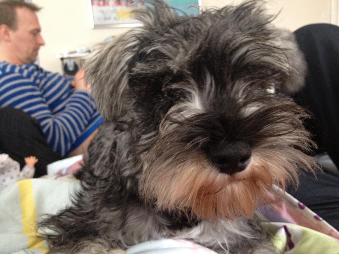 Dvaergschnauzer Klondaikes Adagio kaldet Pixie billede 3