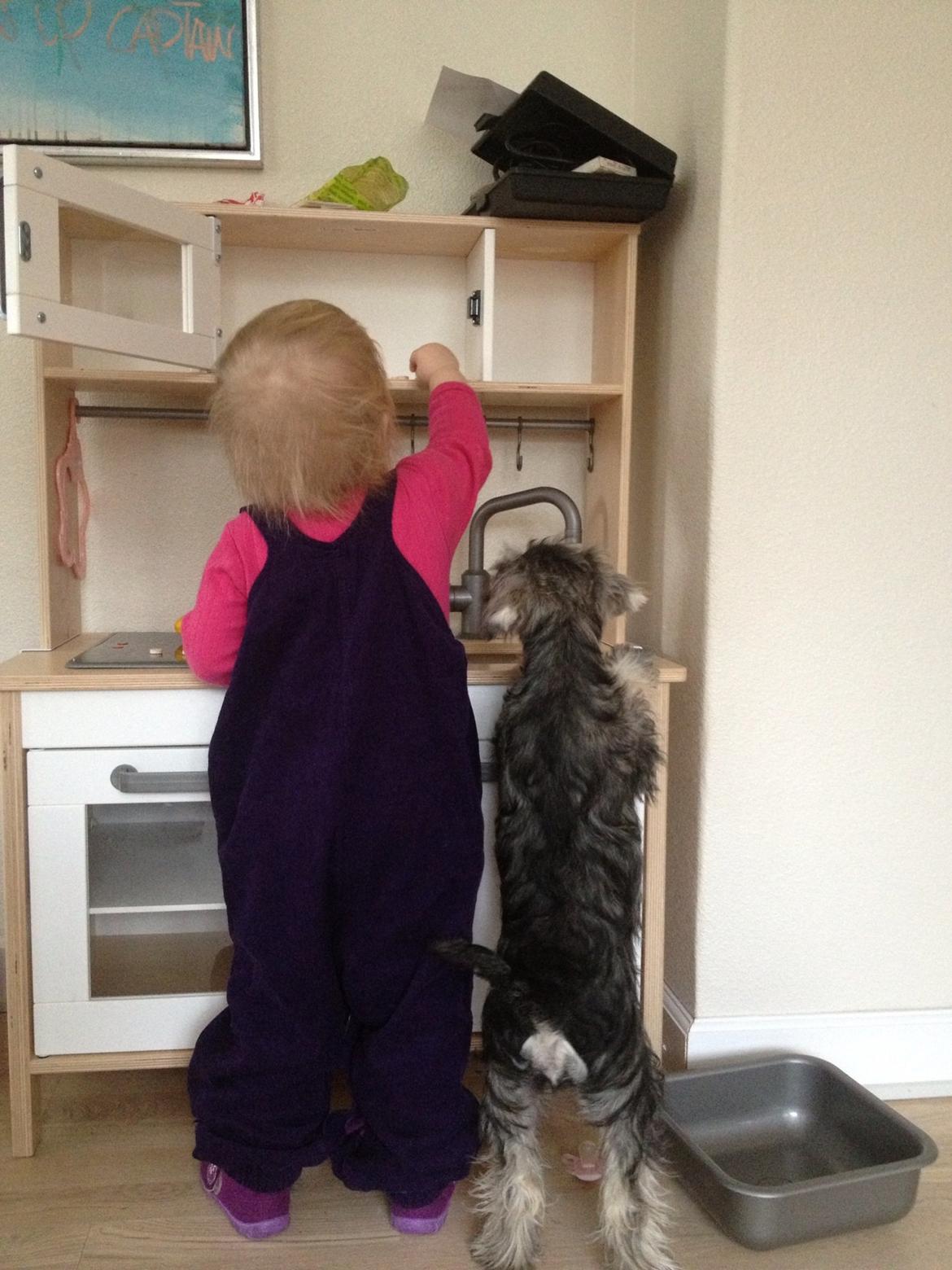 Dvaergschnauzer Klondaikes Adagio kaldet Pixie billede 4