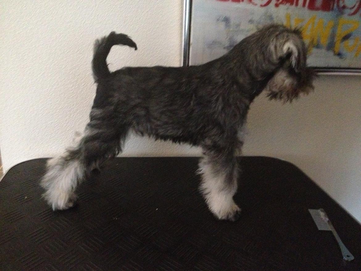 Dvaergschnauzer Klondaikes Adagio kaldet Pixie billede 5