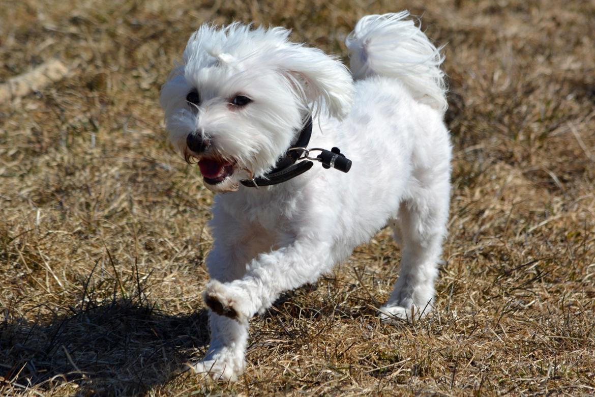 Malteser Fie R.I.P 26. Januar 2015 billede 19