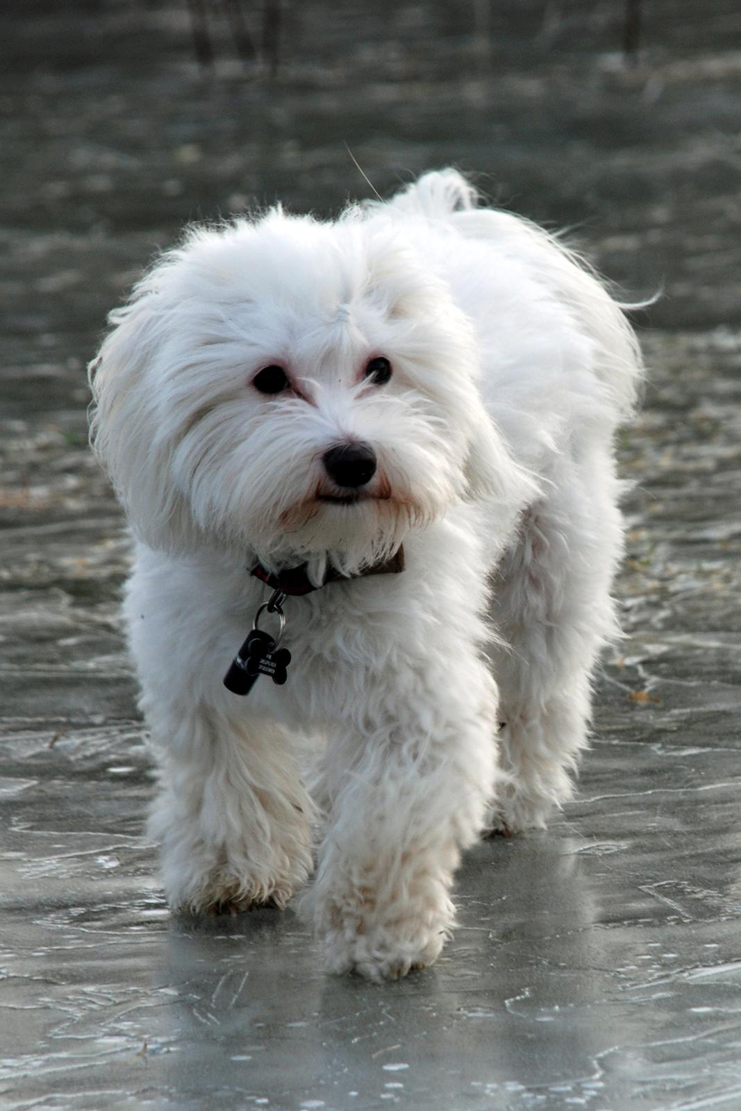 Malteser Fie R.I.P 26. Januar 2015 billede 20