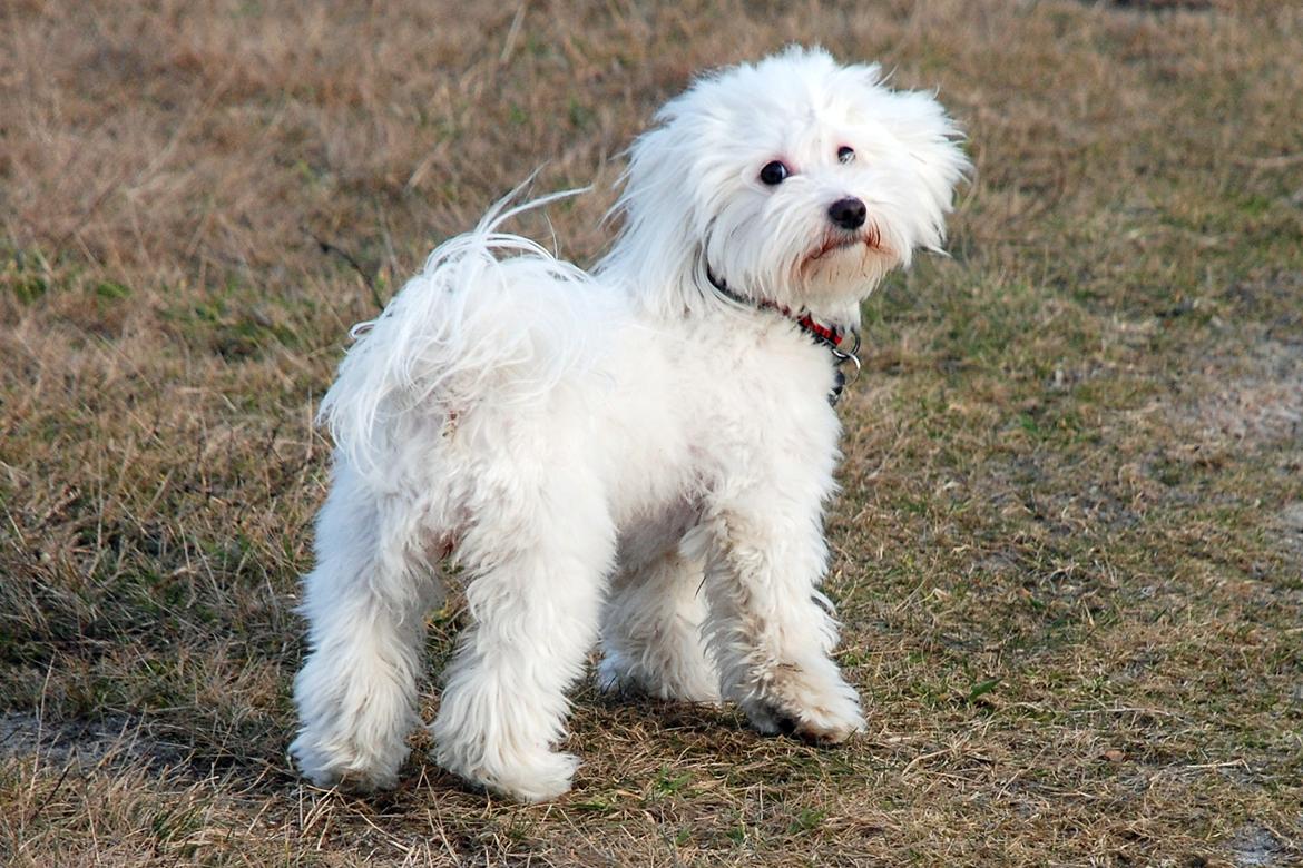 Malteser Fie R.I.P 26. Januar 2015 billede 21