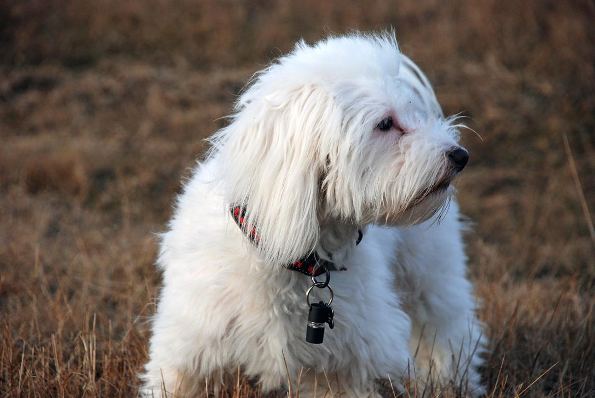 Malteser Fie R.I.P 26. Januar 2015 billede 22