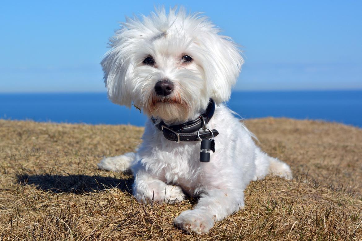 Malteser Fie R.I.P 26. Januar 2015 billede 16