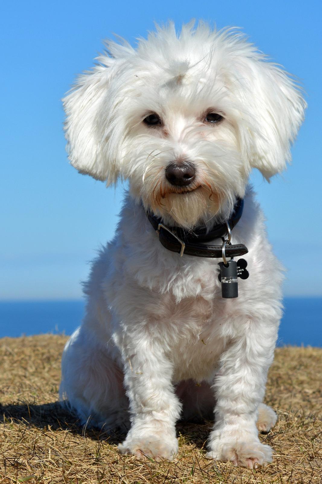 Malteser Fie R.I.P 26. Januar 2015 billede 15