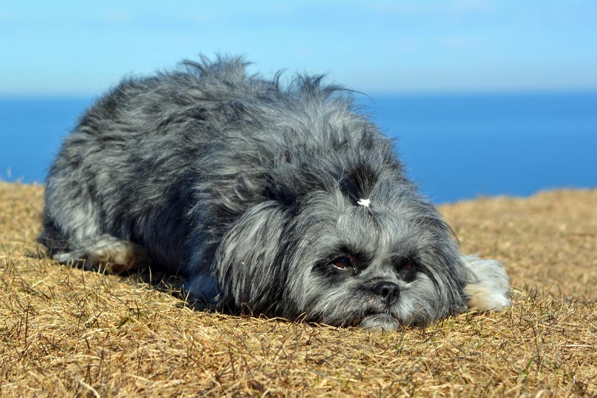 Blanding af racer Bianca R.I.P 4. februar 2014 billede 8