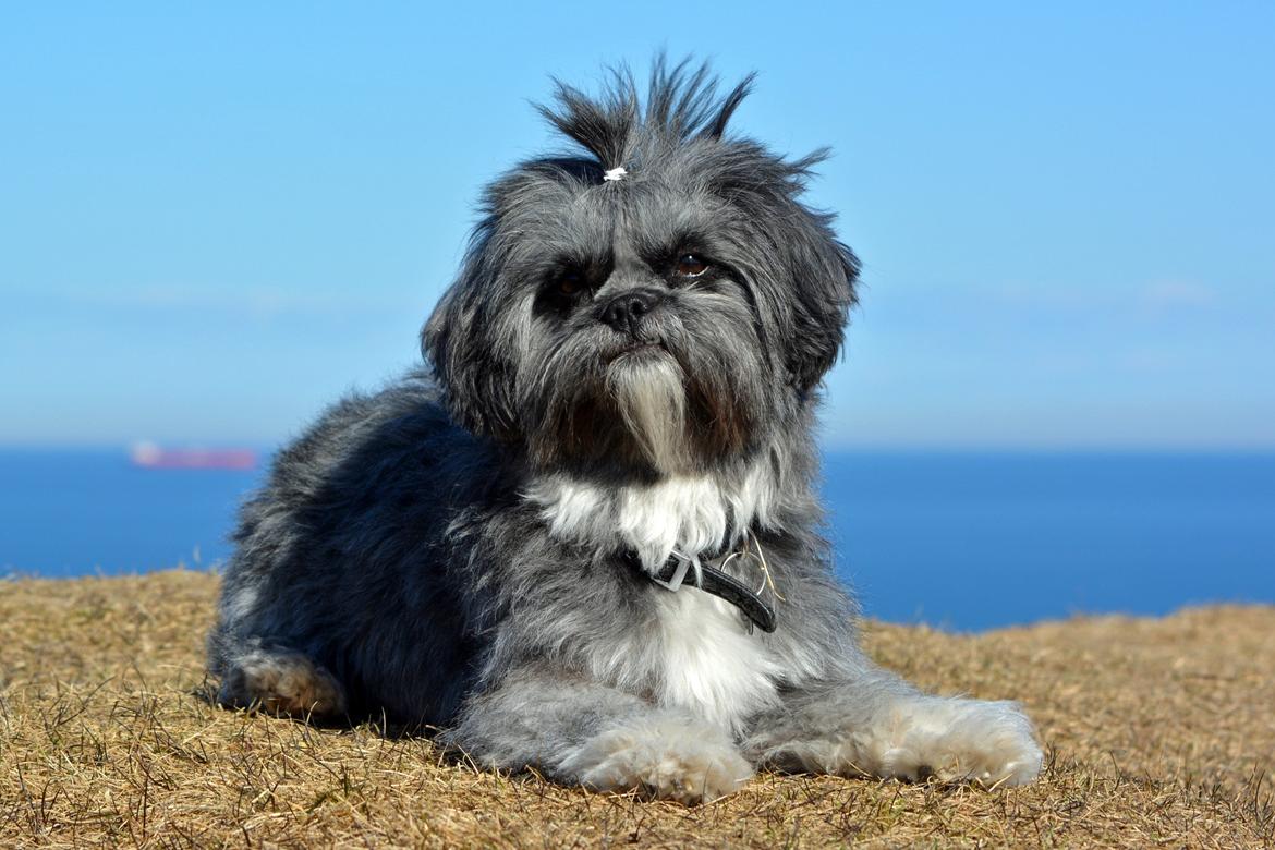 Blanding af racer Bianca R.I.P 4. februar 2014 billede 9