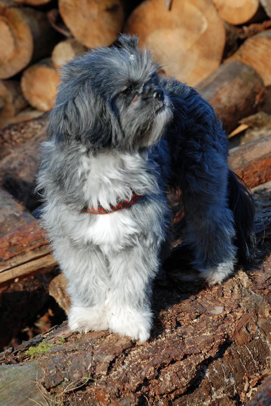 Blanding af racer Bianca R.I.P 4. februar 2014 billede 10