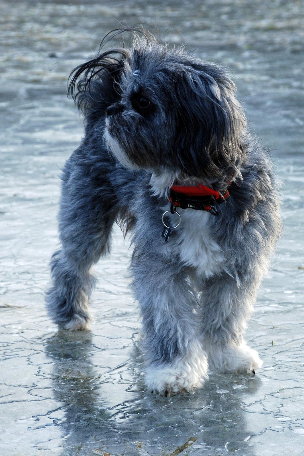 Blanding af racer Bianca R.I.P 4. februar 2014 billede 11