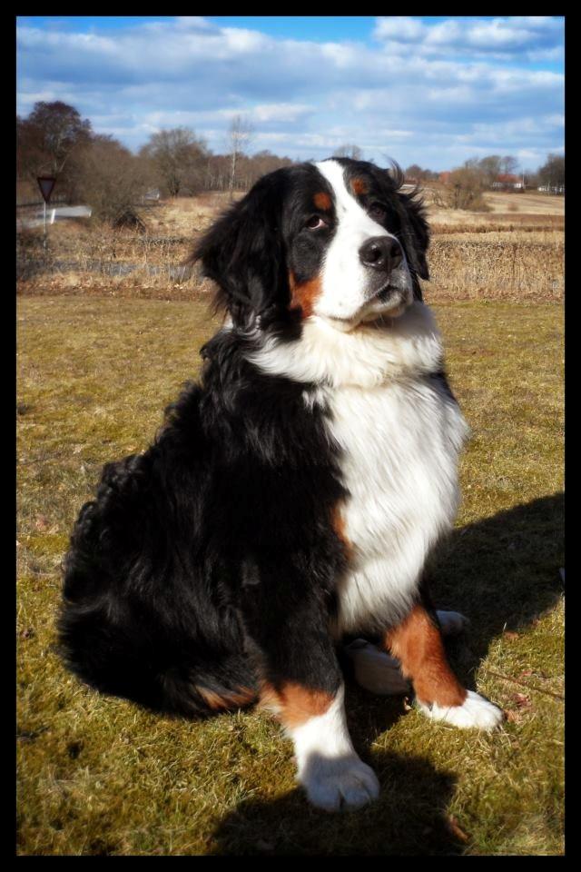 Berner sennenhund Mr. Ludwig Von Åglimt - Mr. Ludwig 9 måneder gammel <3 billede 1
