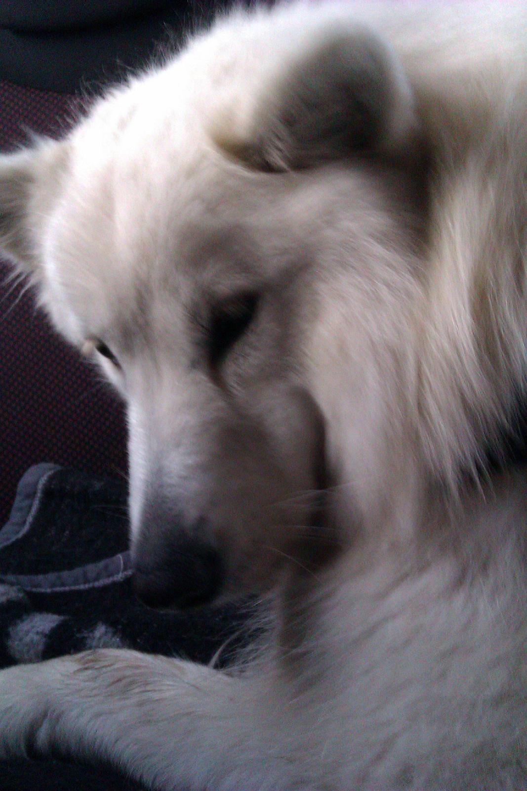 Blanding af racer Ladie (Mussen) - Velkommen til Ladie's profil.. Smid gerne en kommentar bedømmelse? xd <33  billede 1