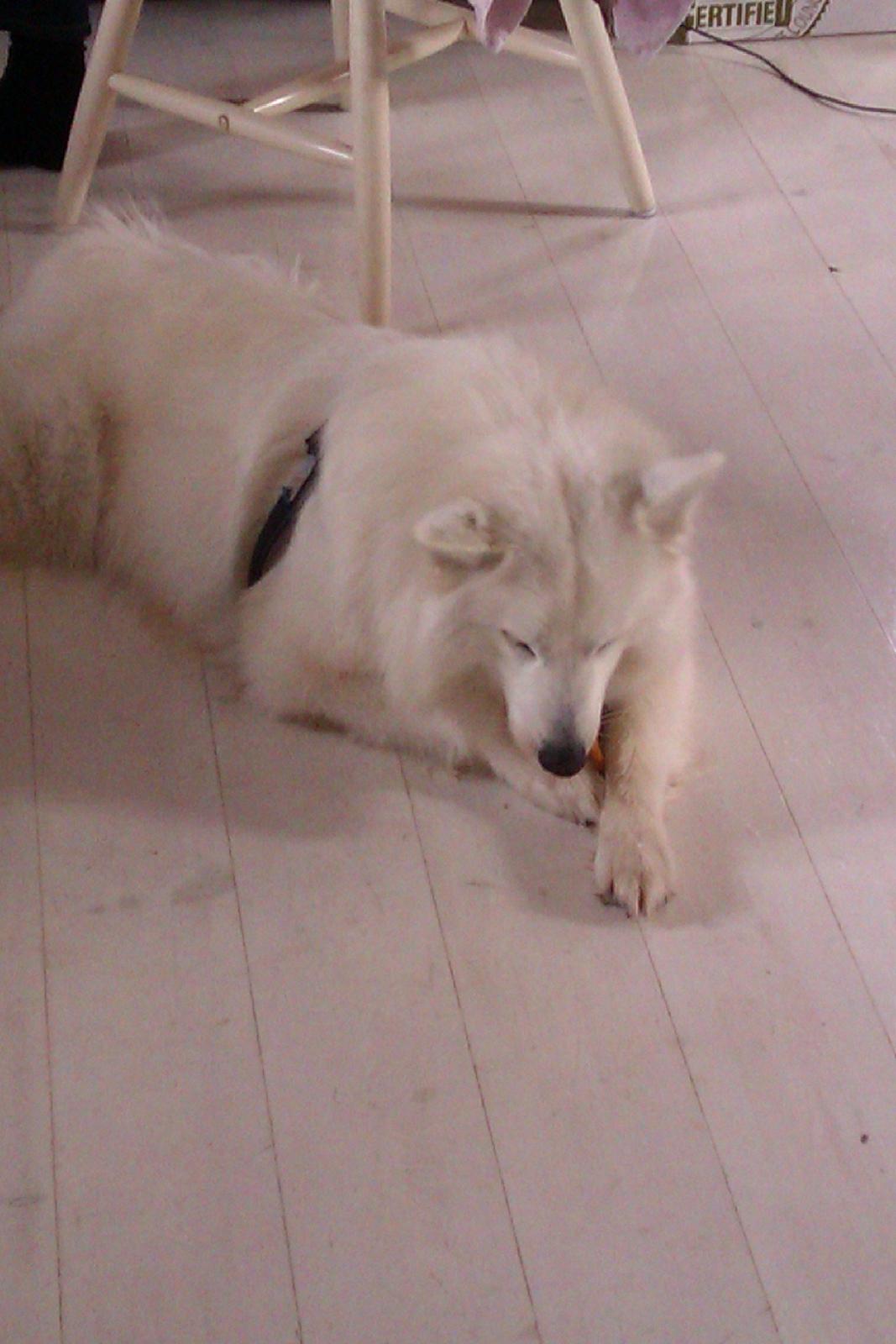 Blanding af racer Ladie (Mussen) billede 2