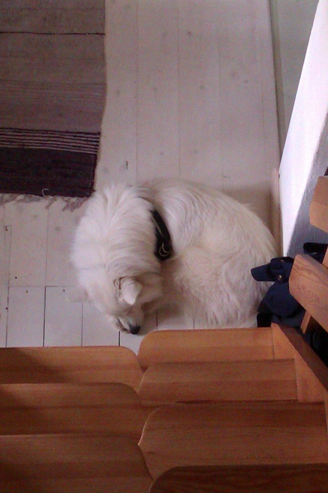 Blanding af racer Ladie (Mussen) billede 3