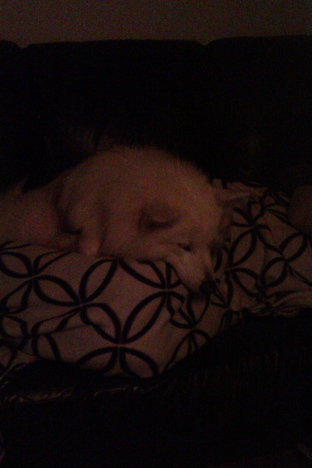 Blanding af racer Ladie (Mussen) billede 4