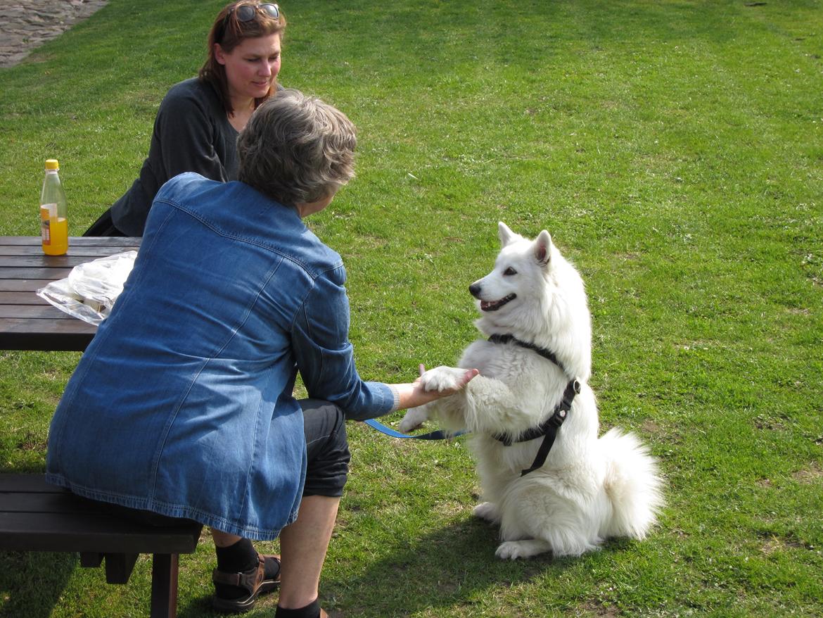 Blanding af racer Ladie (Mussen) billede 5