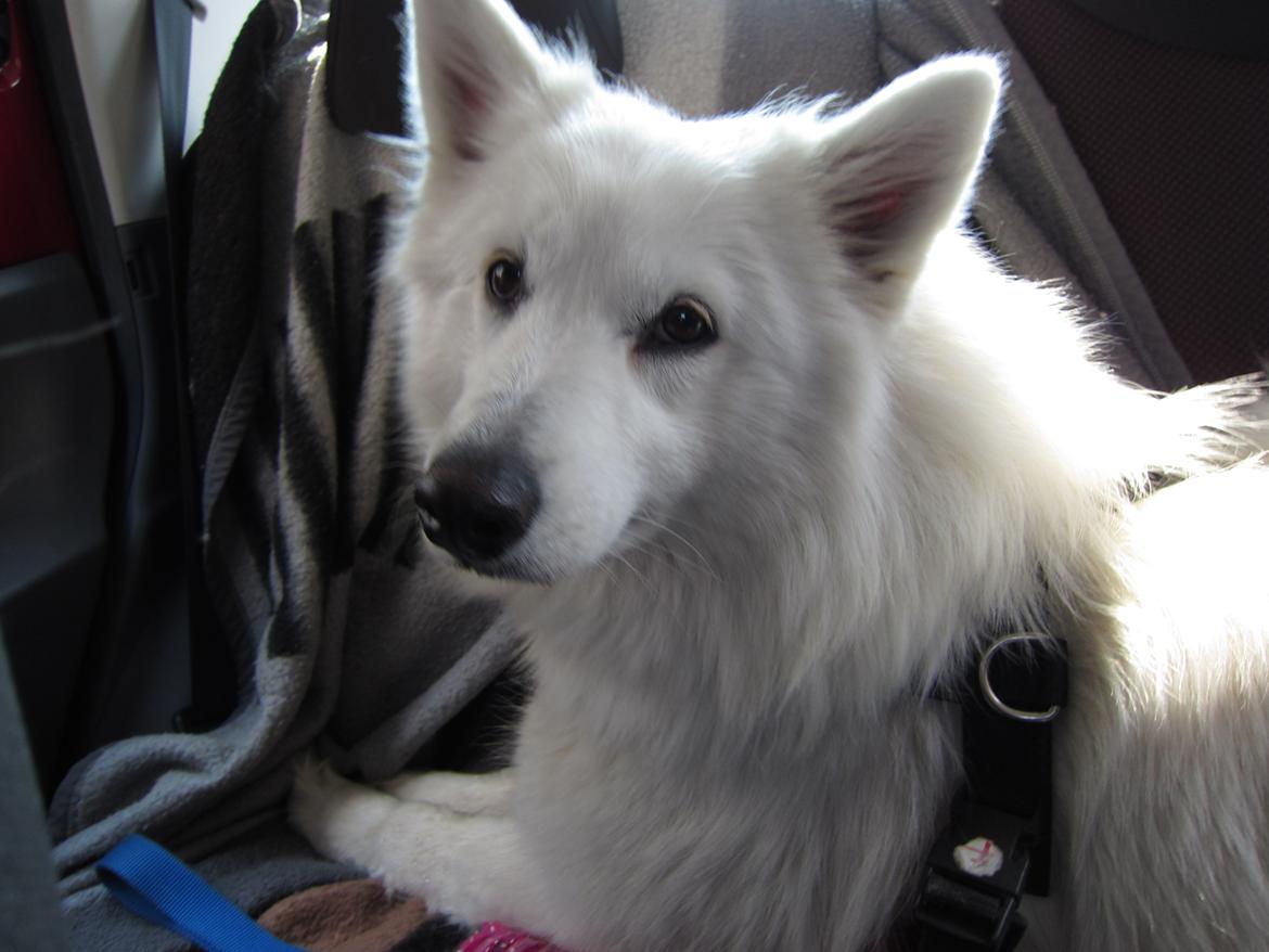 Blanding af racer Ladie (Mussen) billede 6