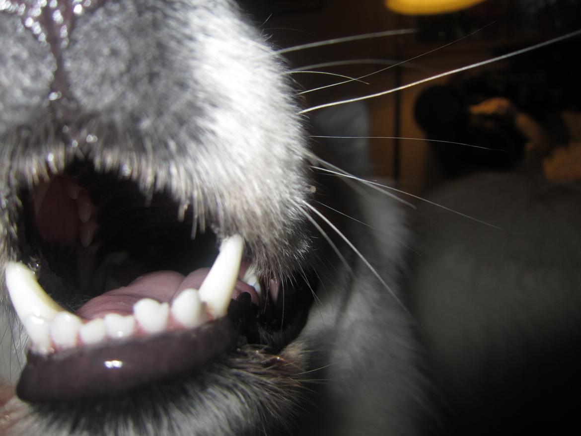 Blanding af racer Ladie (Mussen) - Ladie's smukke Snude! xD billede 8