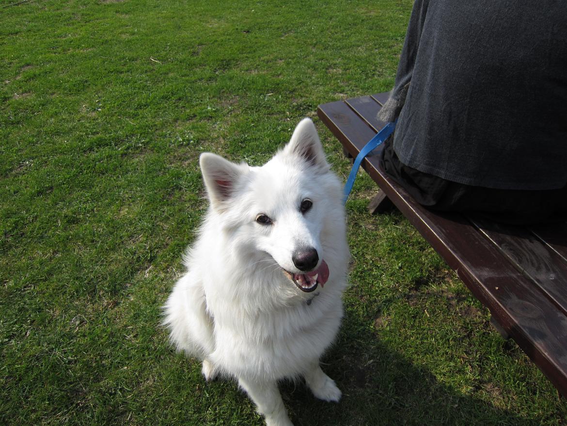 Blanding af racer Ladie (Mussen) billede 9